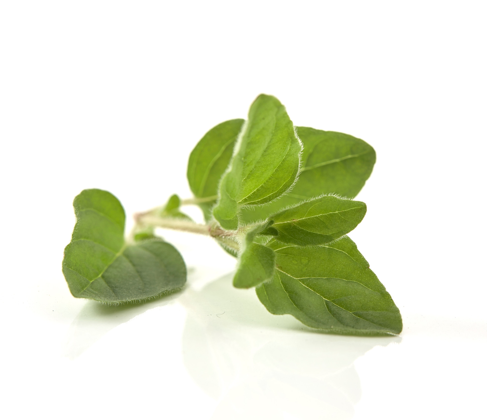 Ingredient: Ekstrakt z ziela oregano